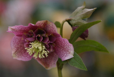Helleborus-Feb-06.jpg
