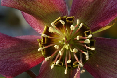 Helleborus-Feb-08.jpg