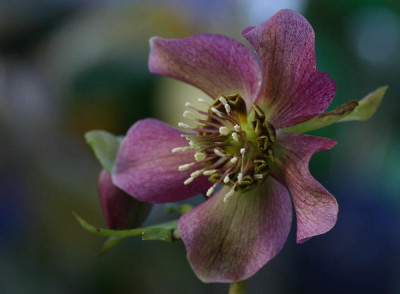 Helleborus-Feb-07.jpg