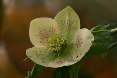 Helleborus-Feb-04.jpg