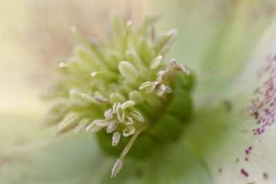 Helleborus-Feb-03.jpg