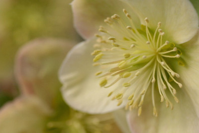 Helleborus-Feb-01.jpg