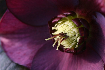 Helleborus-Feb-02.jpg