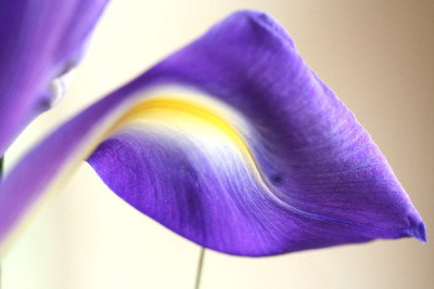 Iris-9.jpg