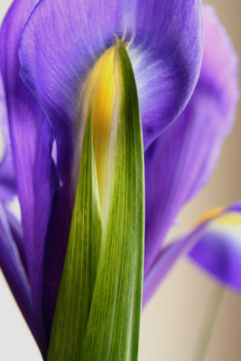 Iris-10.jpg