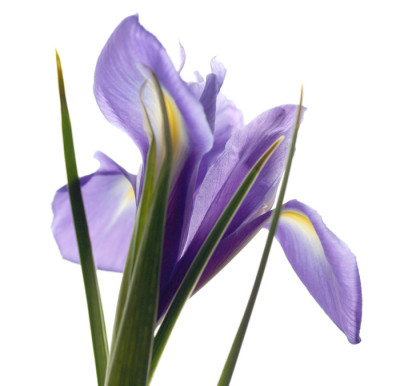 Iris-12.jpg