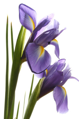 Iris-14.jpg