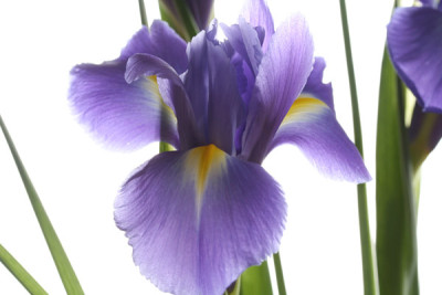 Iris-15.jpg