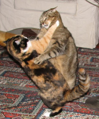 fightclub.jpg