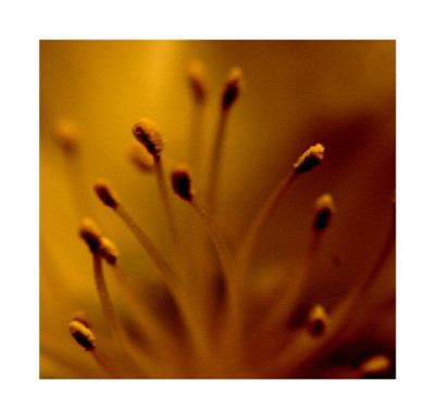 Helleborus_Details_Weich_2_11-02-06.jpg
