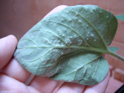 stupiceblatt.jpg