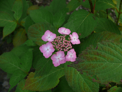 b2806544_800.jpg