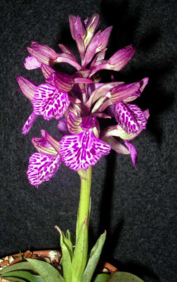 Anacamptis_morio_x_papilonacea_grandiflora_2006-03-03.JPG