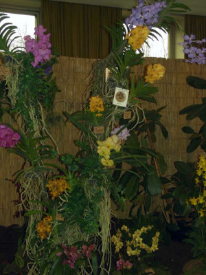 BS2006-Vanda_Gruppe.jpg