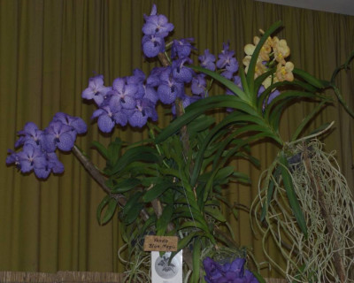 BS2006-Vanda_Blue_Magic.jpg