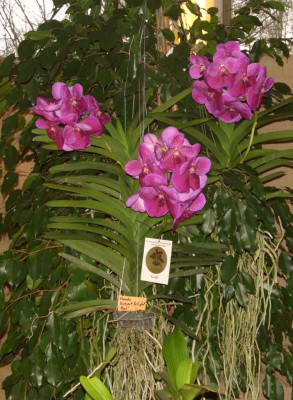 BS2006-Vanda_Roberts_Delight_Red.jpg