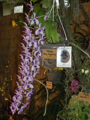 BS2006-Vanda_Blue_Lightning.jpg