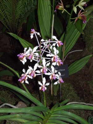 BS2006-Vanda_lamellata_var._boxallii.jpg