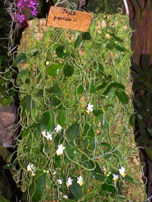 BS2006-Phalaenopsis_parishii.jpg