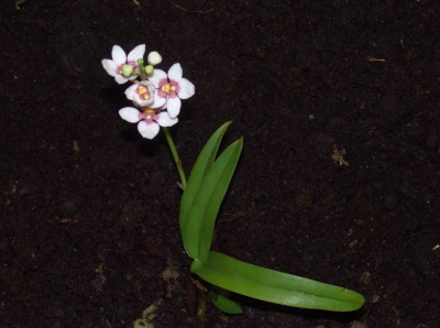 BS2006-Sarcochilus_hartmannii.jpg
