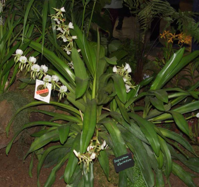 BS2006-Angraecum_eburneum.jpg