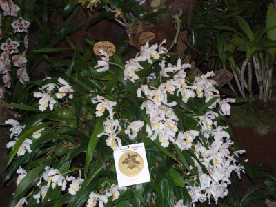 BS2006-Coelogyne_cristata.jpg