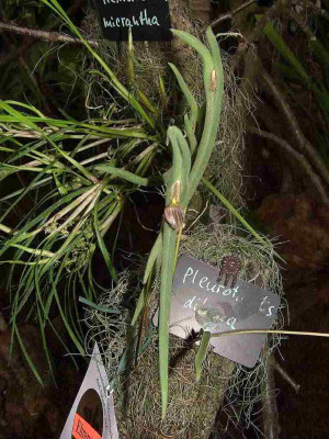 BS2006-Pleurothallis_dilemma.jpg