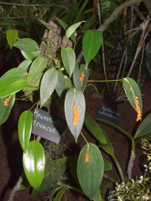 BS2006-Pleurothallis_truncata.jpg