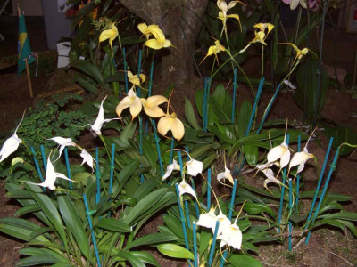BS2006-Masdevallia_Gruppe.jpg