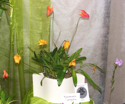 BS2006-Masdevallia_veitchiana.jpg