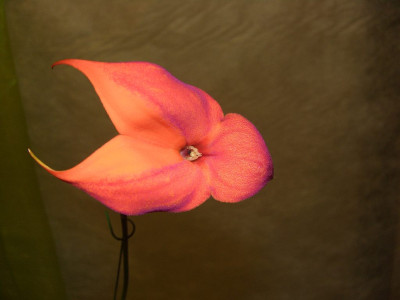 BS2006-Masdevallia_veitchiana_Blute.jpg