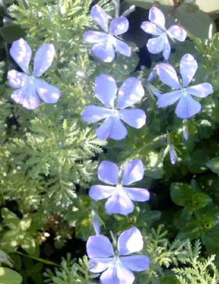 Viocornblau.jpg