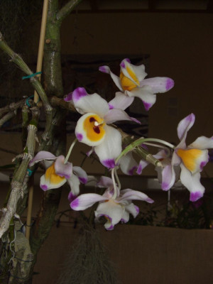 BS2006-Dendrobium_wardianum.jpg