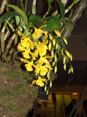 BS2006-Dendrobium_harveyanum.jpg