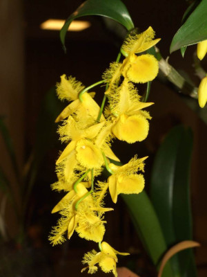 BS2006-Dendrobium_harveyanum_Bluten_nah.jpg
