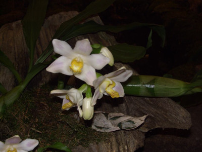 BS2006-Chysis_bractescens.jpg