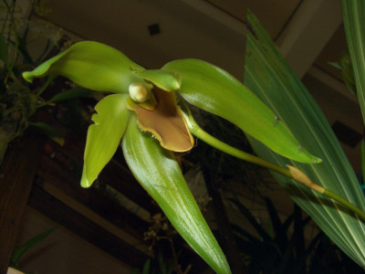 BS2006-Lycaste_longipetala_Blute.jpg