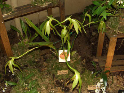 BS2006-Lycaste_longipetala.jpg