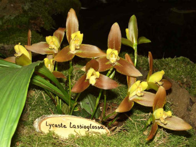 BS2006-Lycaste_lasioglossa.jpg