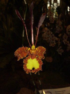 BS2006-Psychopsis_papilio.jpg