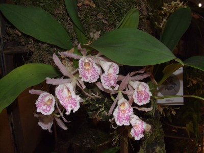BS2006-Trichopilia_suavis.jpg