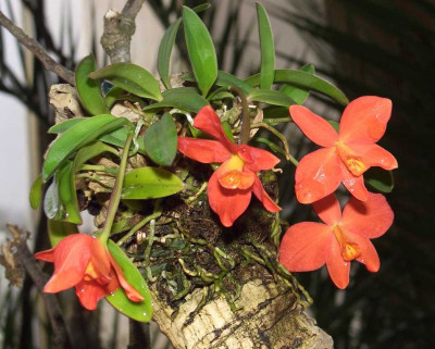 BS2006-Sophronitis_coccinea.jpg