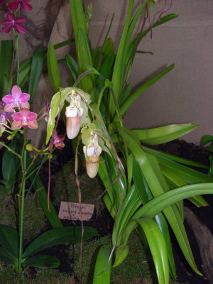 BS2006-Phragmipedium_caudatum.jpg