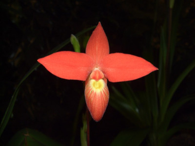 BS2006-Phragmipedium_besseae.jpg