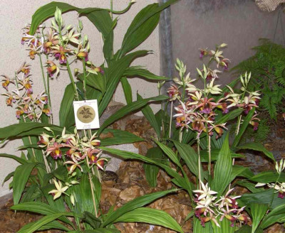 BS2006-Phaiocalanthe_Gruppe.jpg