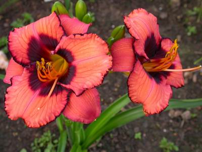 GroenanderungCourting_Trouble_7063.JPG