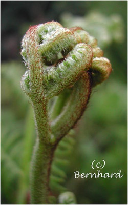 Pteridium_aquilinium.jpg