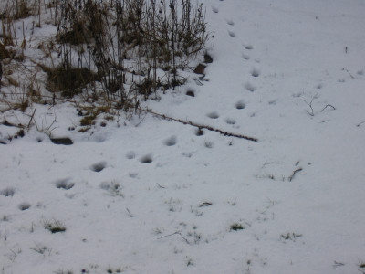katzenfasan.jpg