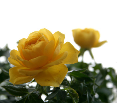 Gelbe-Rose-1.jpg