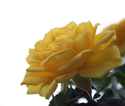 Gelbe-Rose-2.jpg